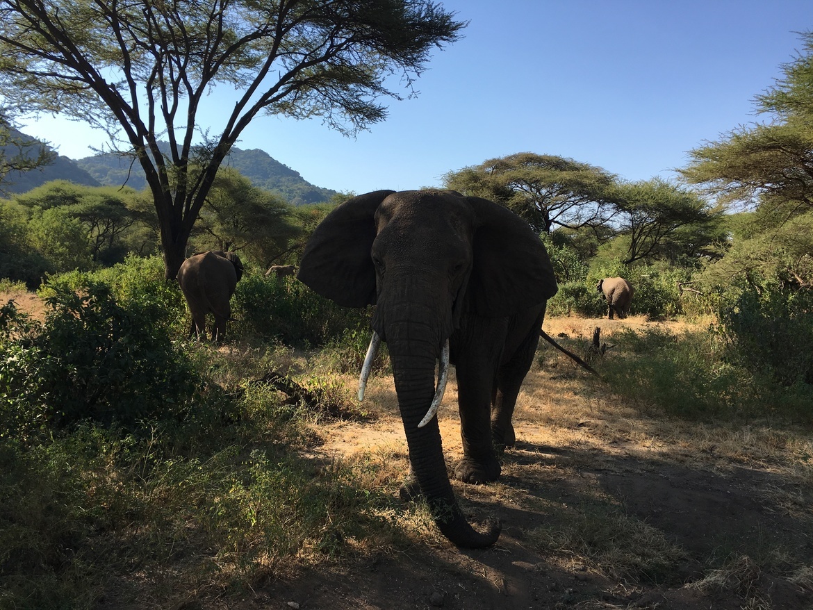Elephant, Serengeti, Tanzania, United Republic of