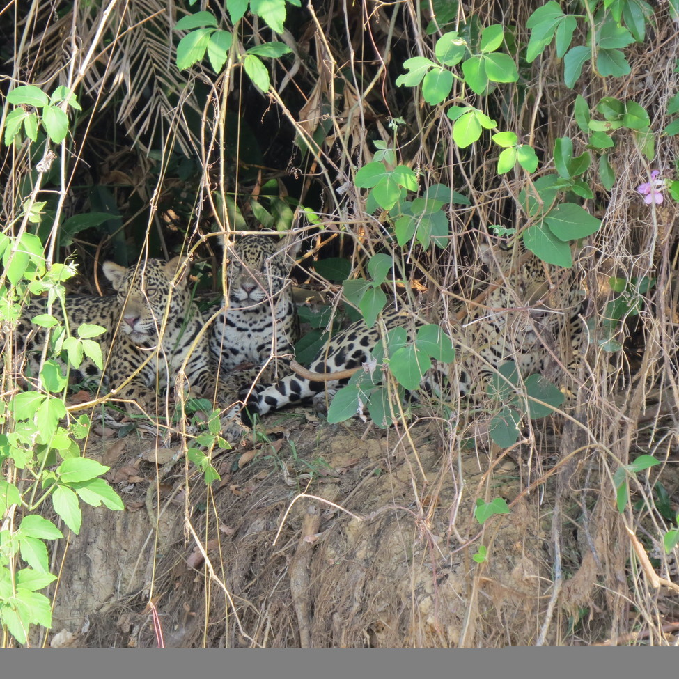 Jaguar, Pantanal, Brazil