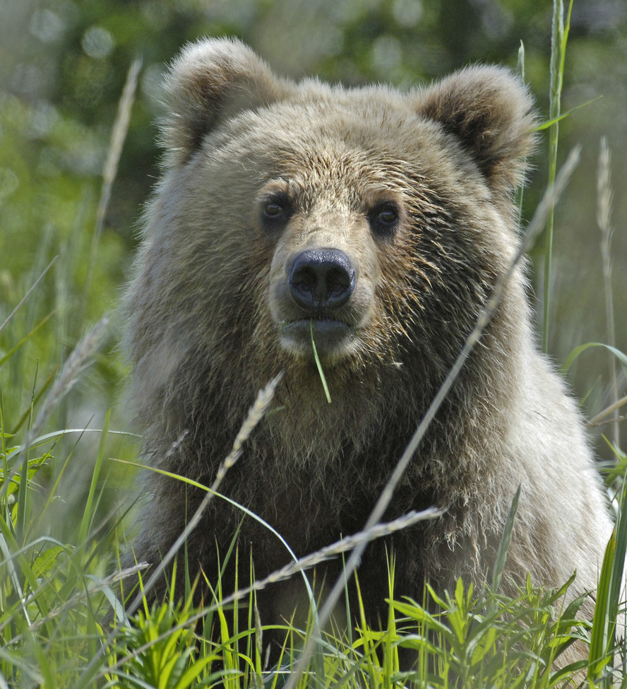 Grizzly Bear, Hallo Bay, Katmai National Park, United States of America