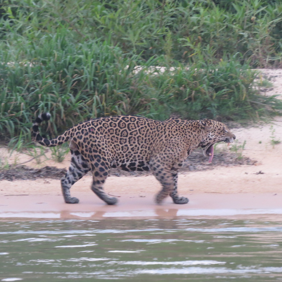 jaguar, Pantanal, Brazil