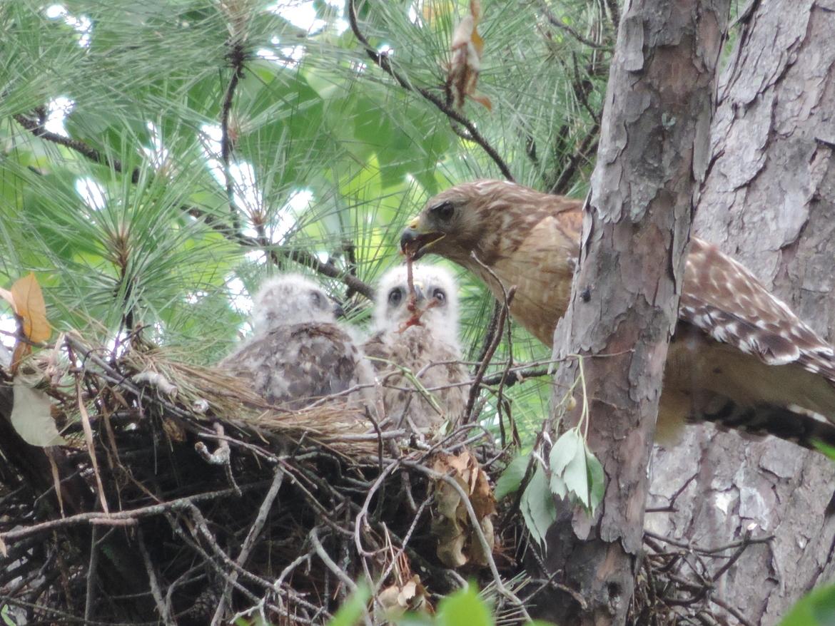 Red shoulder hawks, Birmingham a, United States of America