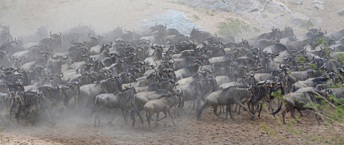 Wildebeeast, Kenya, Kenya