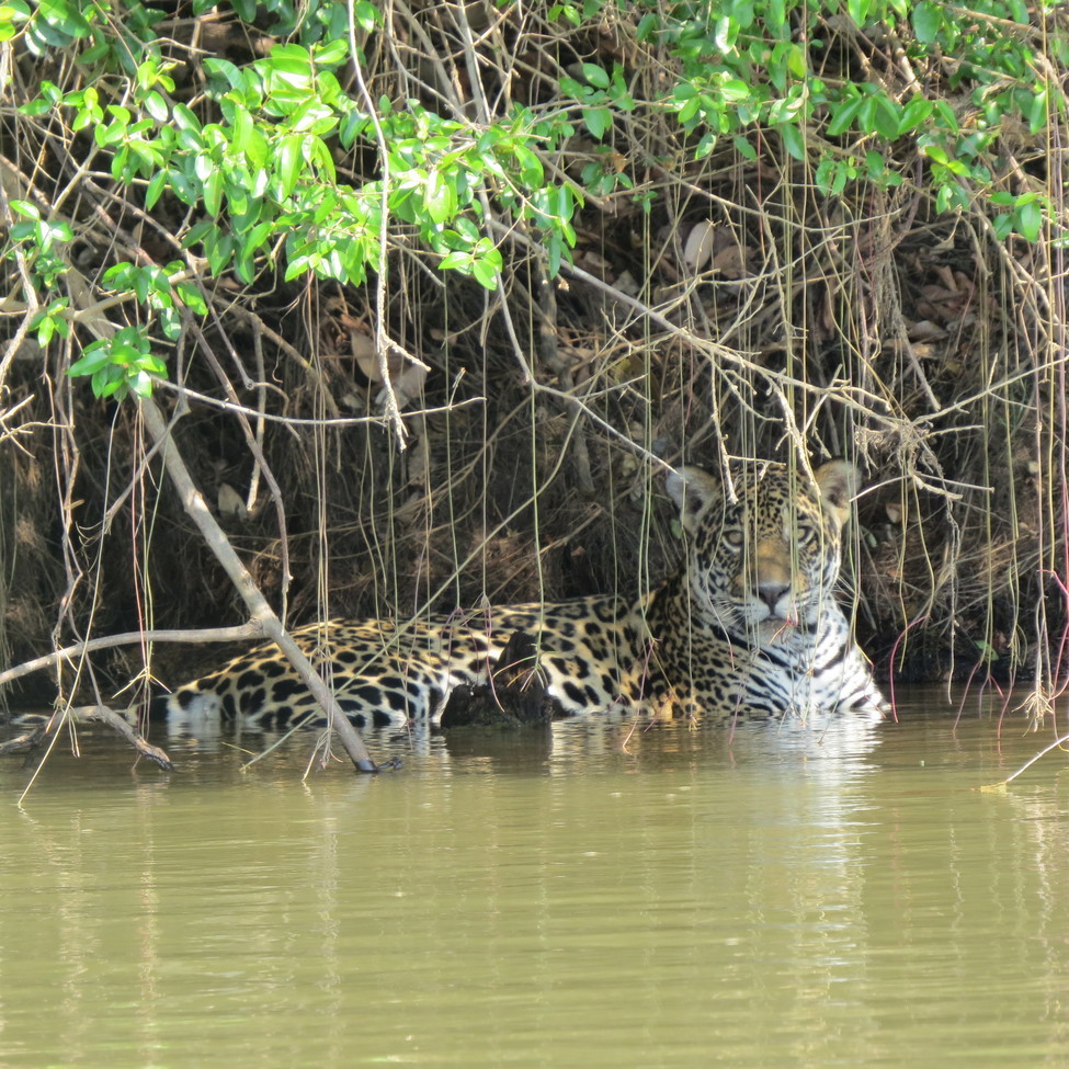 Jaguar, Pantanal, Brazil