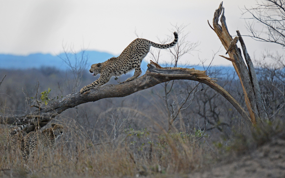 Cheetah, Kenya - along the road, Kenya