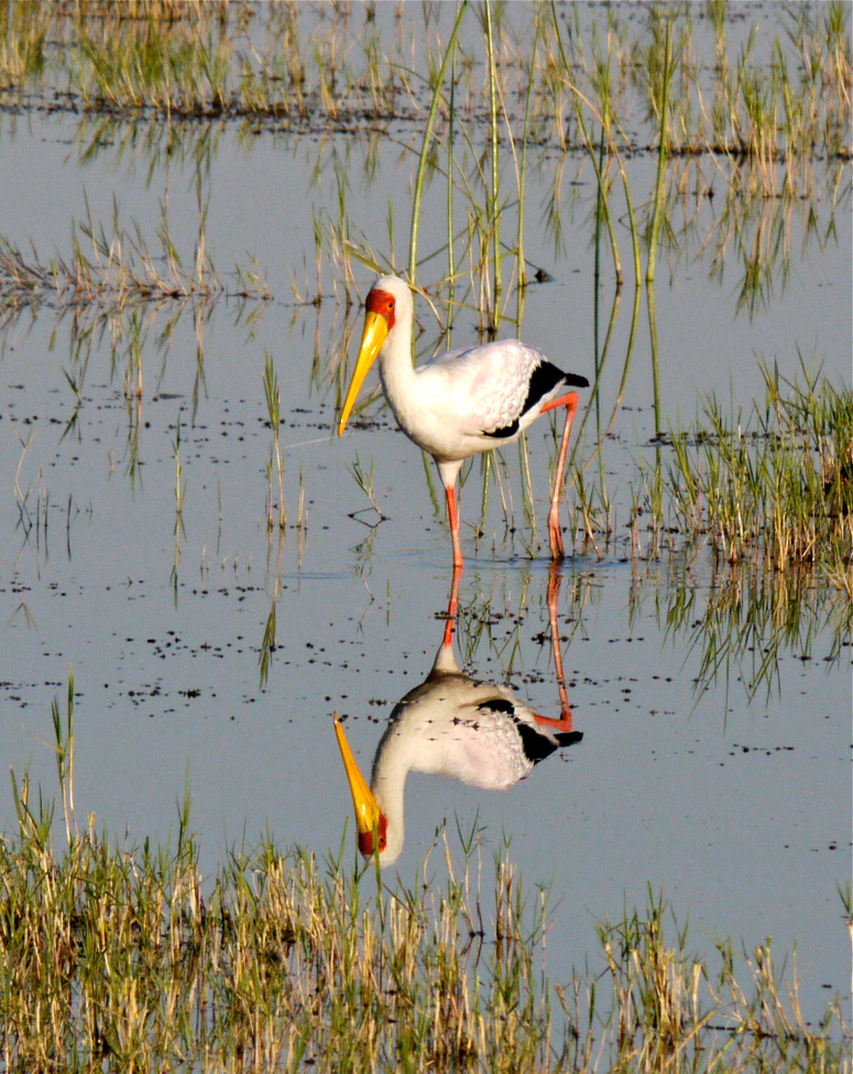 Bird/Mycteria ibis (Yellow Billed Stork), Okavanga Delta, Botswana