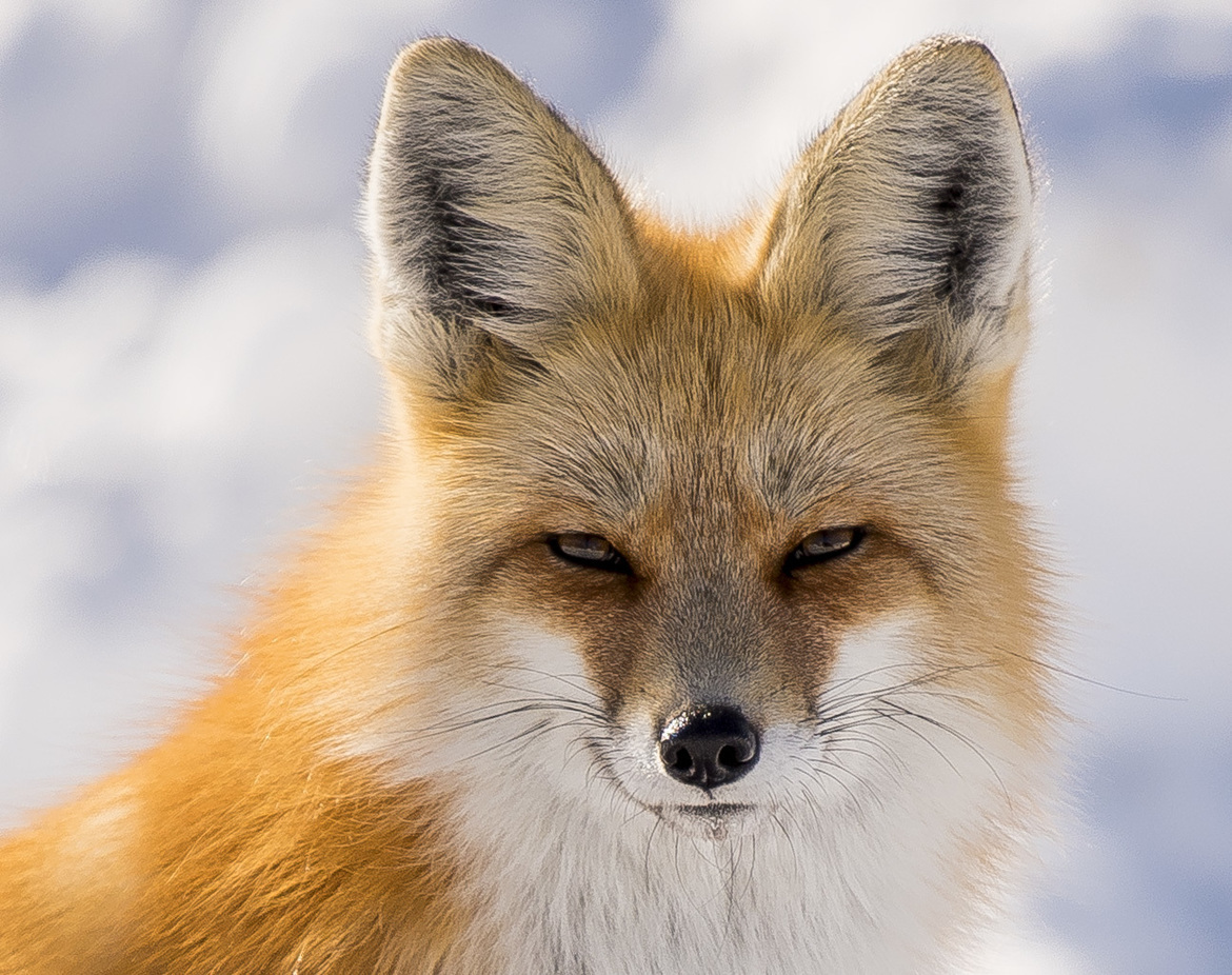 Red Fox, Grand Teton National Park, United States of America