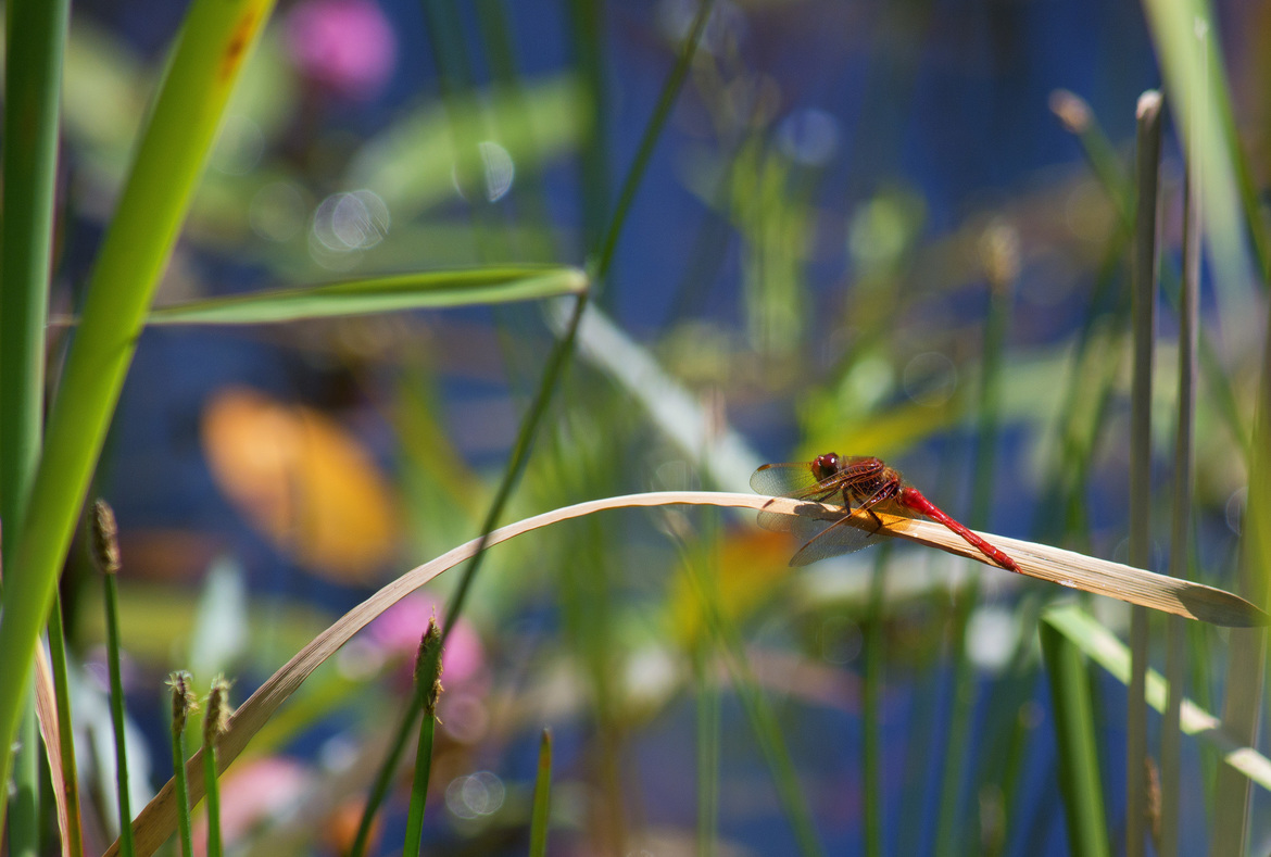 Cardinal Meadowhawk, Jericho Park pond, Vancouver, B.C., Canada