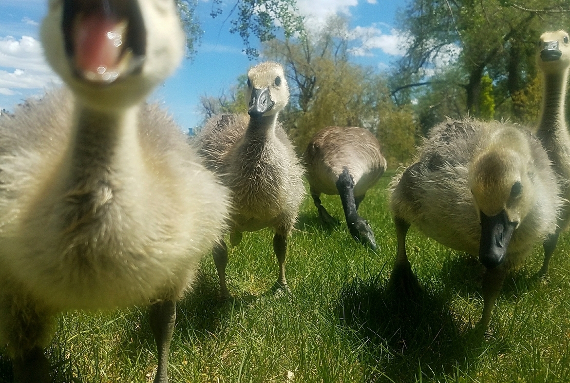 Canadian Goslings, Colorado Springs,Colorado , United States of America