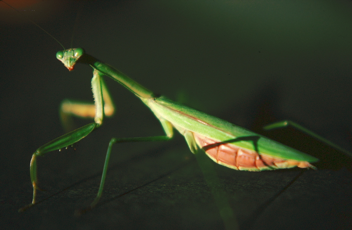 Praying Mantis, Salt Lake City, Utah, United States of America