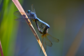 Grid blue dragons