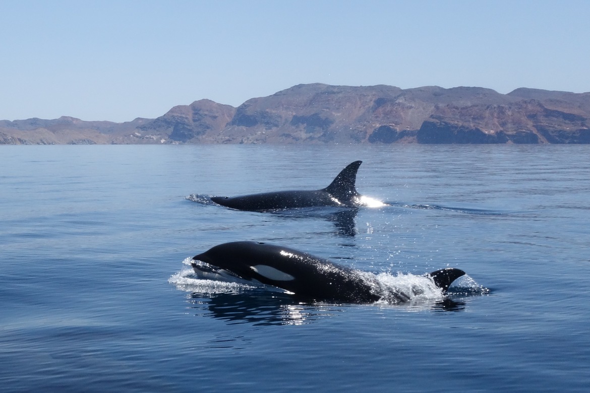 Orca, Espirtu Santo, Mexico