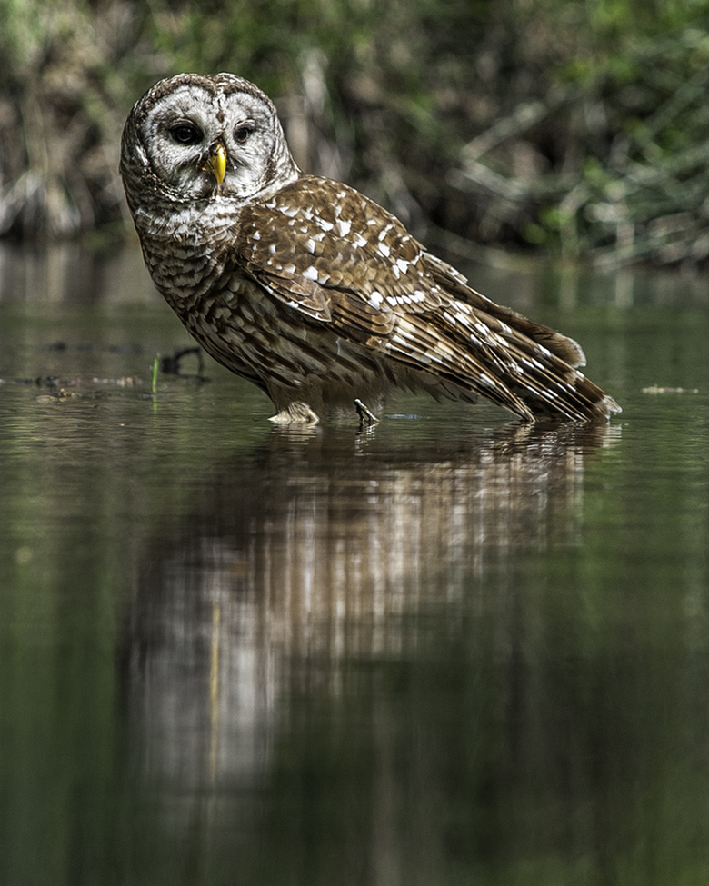 Barred Owl, Chickasaw National Recreation Area, United States of America