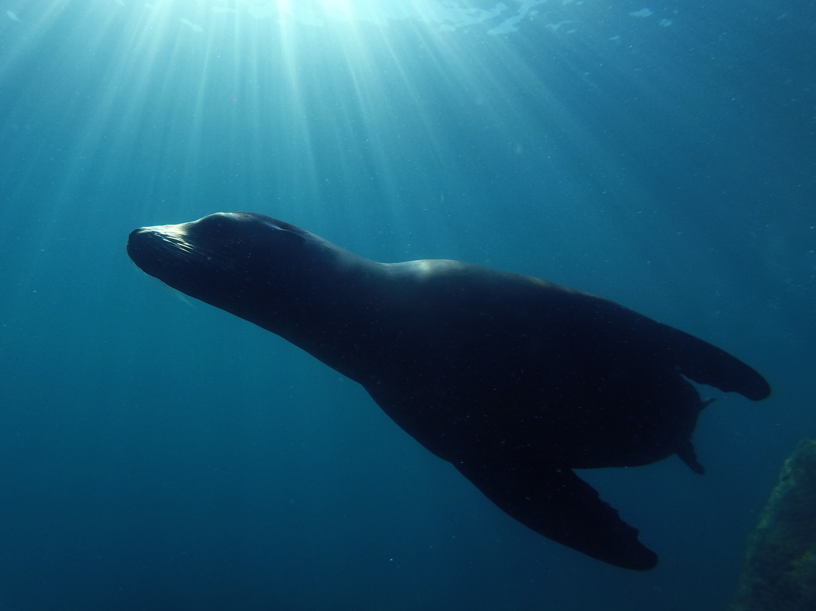 Sea lion, Espíritu Santo, BCS, Mexico