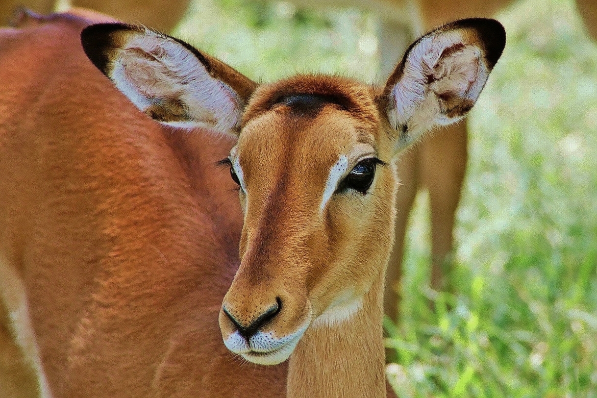 Impala, Lake Nakuru, Kenya, Kenya