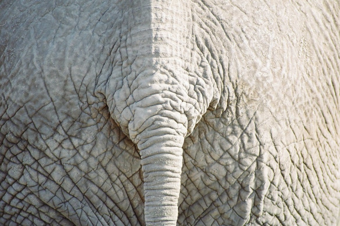African elephant, Amboseli National Park, Kenya, Kenya