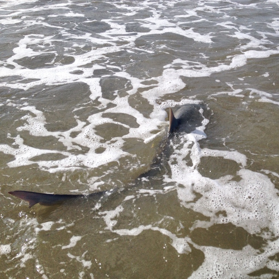 Shark , Tybee Island, GA, United States of America