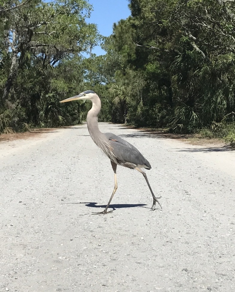 Blue Heron , Tybee Island , United States of America