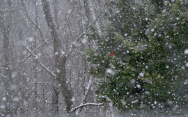 Grid card mt airy forest winter13 2 1680x1050dksrgb