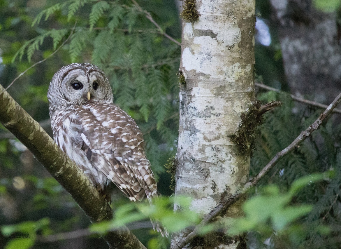 Barred Owl, Nanaimo, British Columbia, Canada