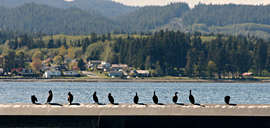Grid cormorants