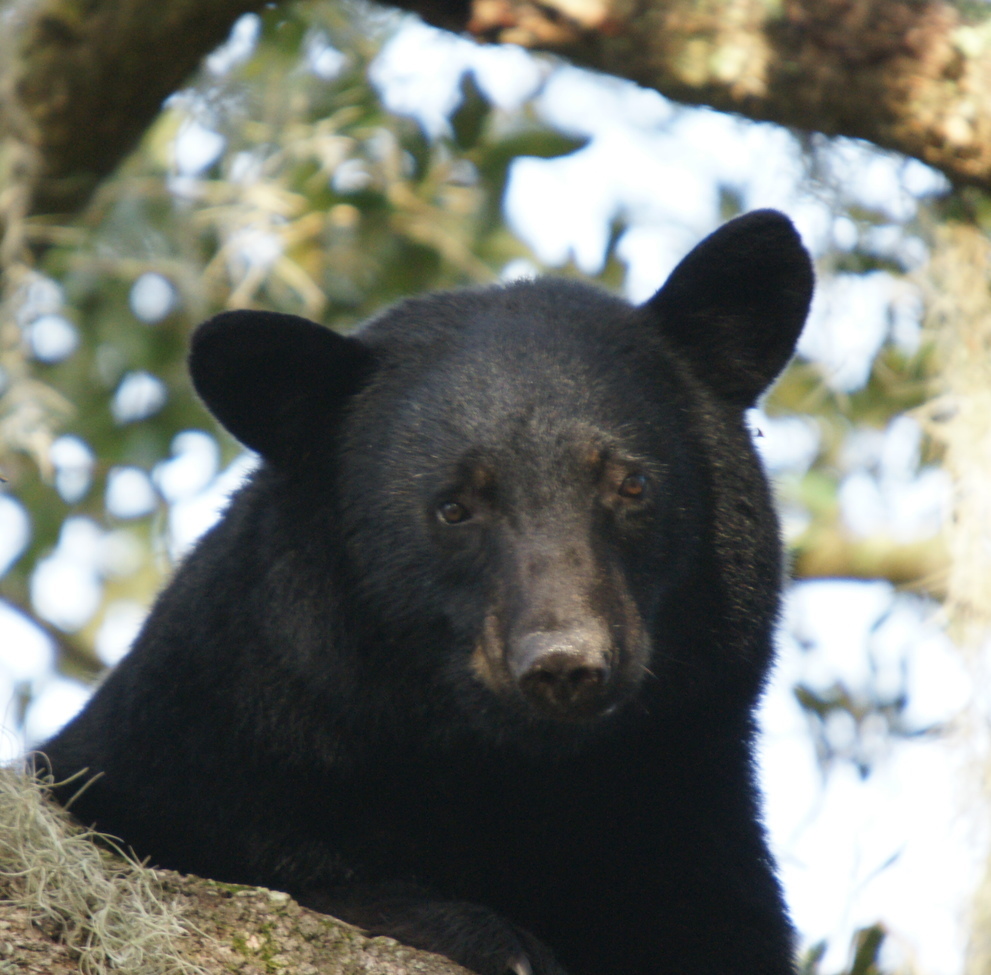 Black bear, Lake County, Florida, United States of America