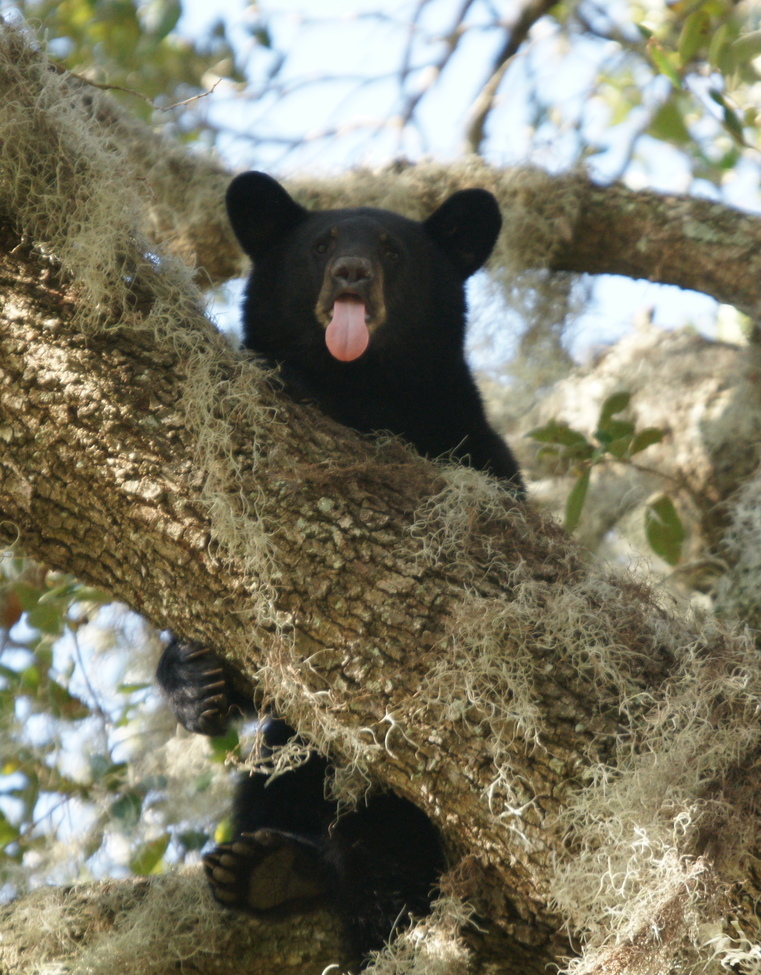 Black bear cub, Lake County, Florida, United States of America