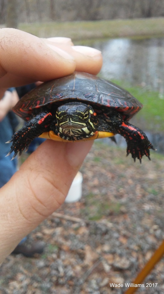 Eastern Painted turtle, N/A, United States of America