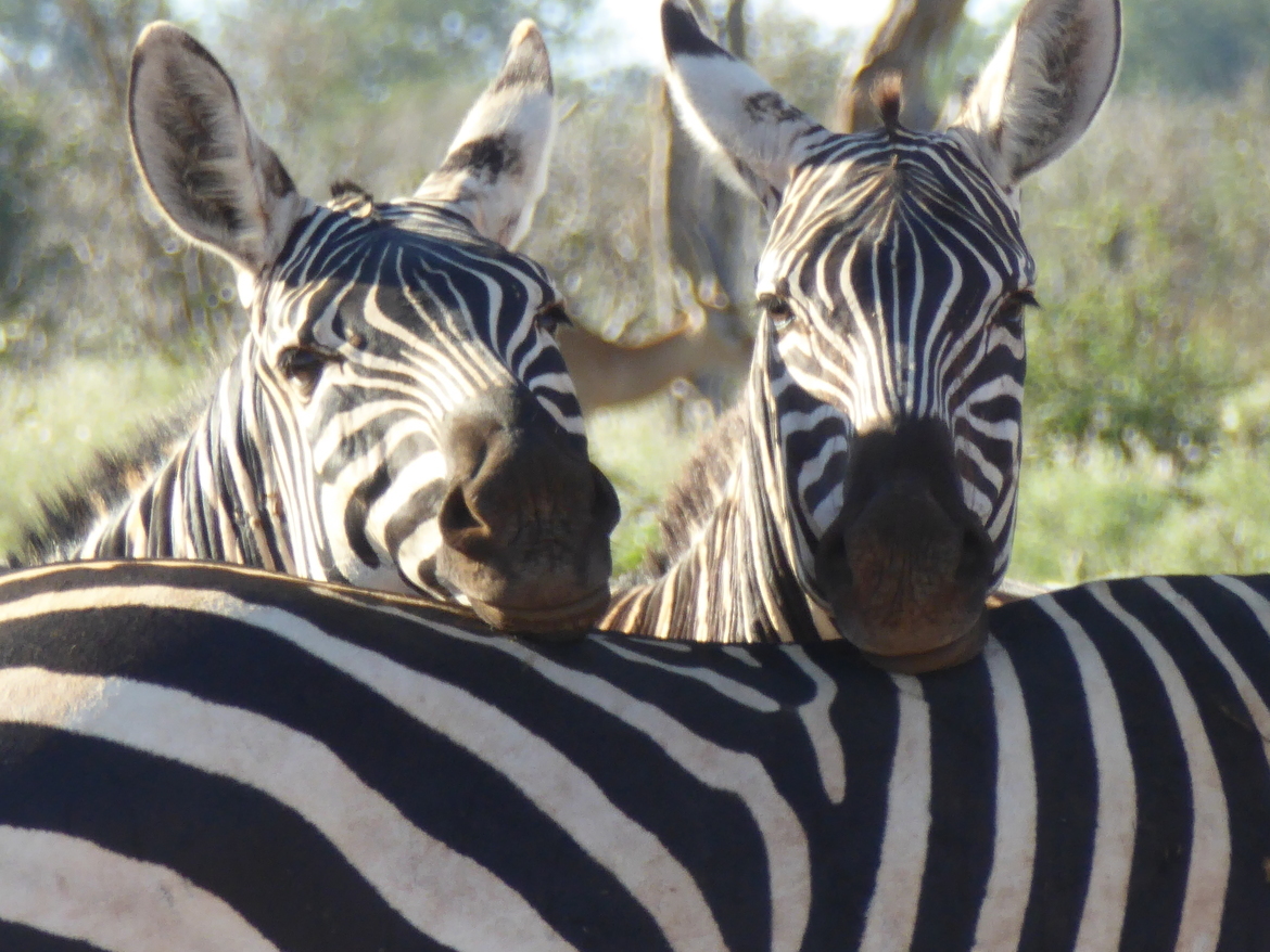 Zebra, Tasavo East National Park, Kenya