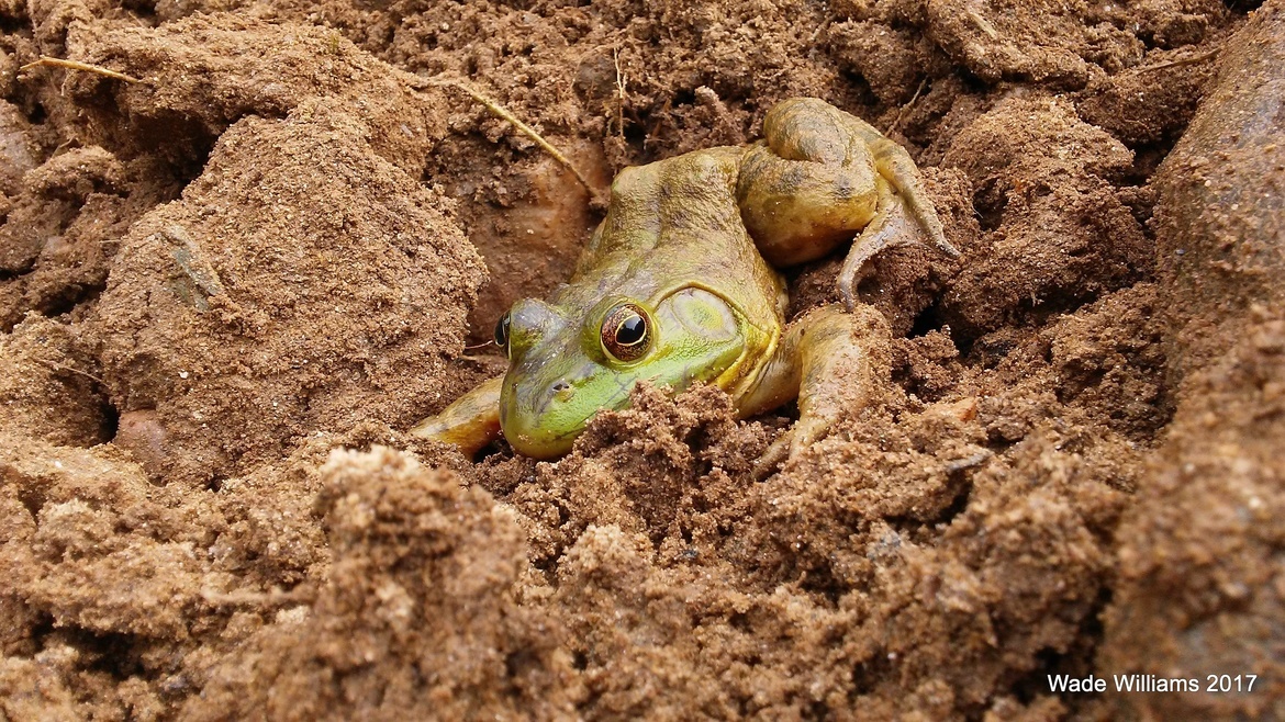 American Bullfrog, Maryland, United States of America