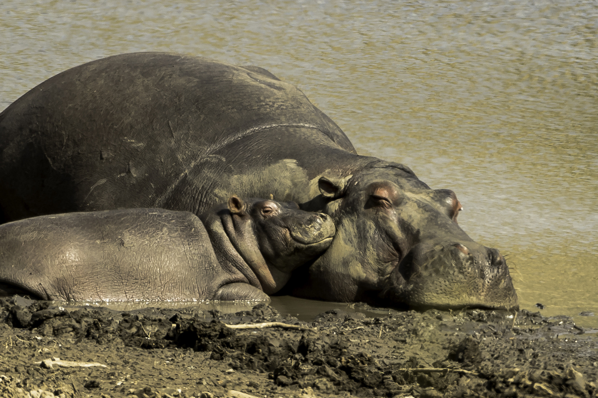 Hippo, Philansberg, South Africa