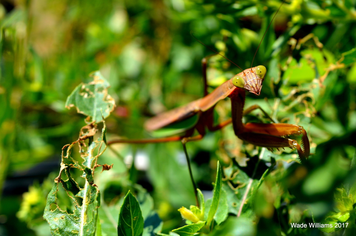 Praying Mantis, Baltimore County, Maryland, United States of America