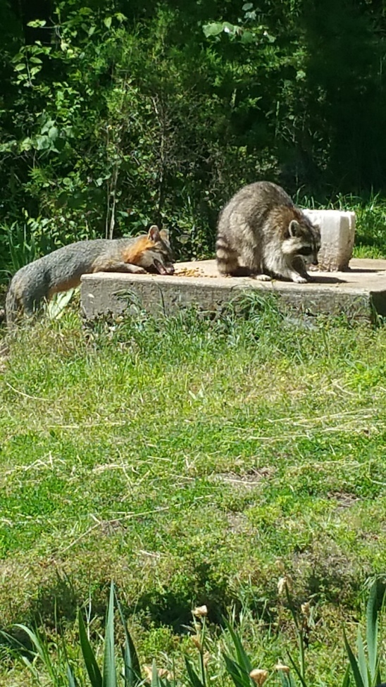 Fox and racoon, Missouri, United States of America