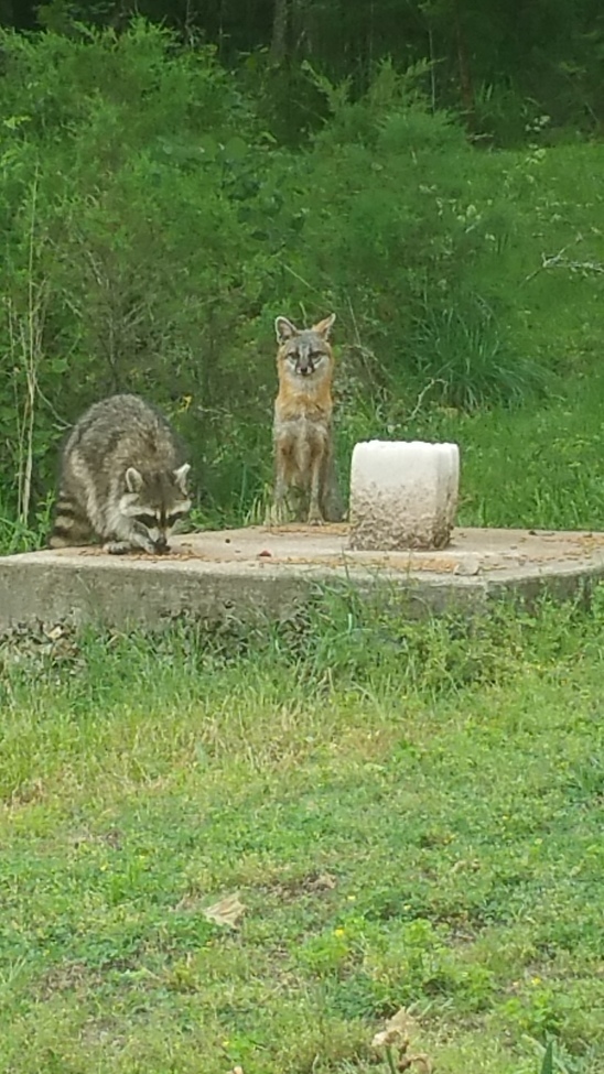 Fox and racoon, Missouri, United States of America