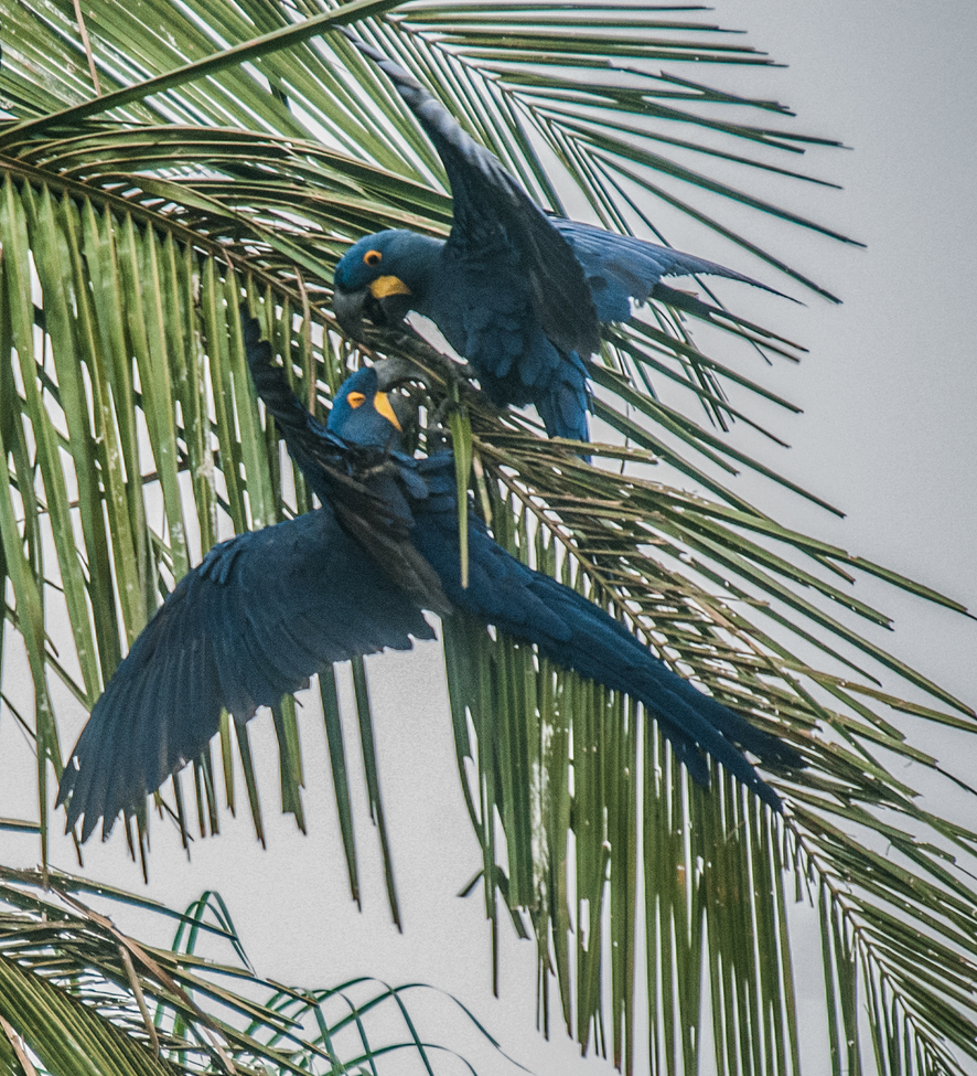 Macaw, The Pantanal, Brazil