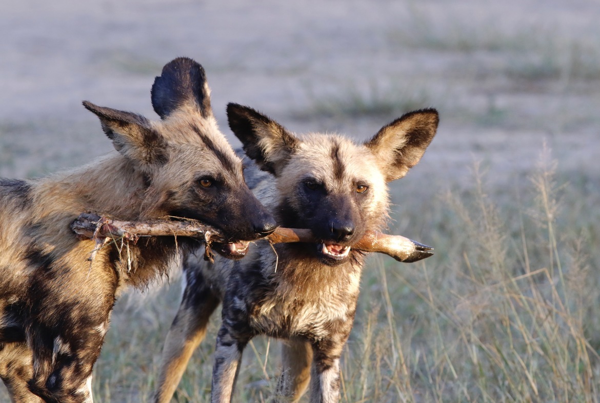 African spotted wild dog, Sabin Sands Reserve, South Africa