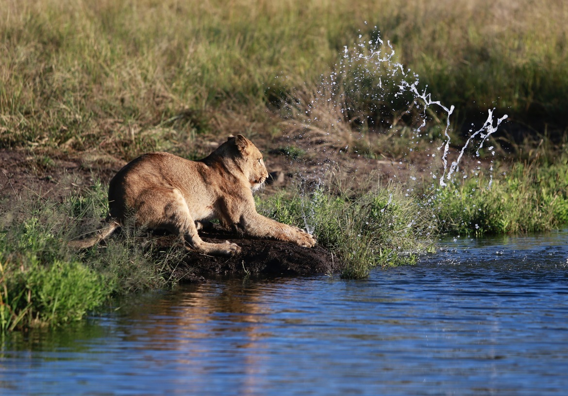 Lion, Sabi Sands, South Africa
