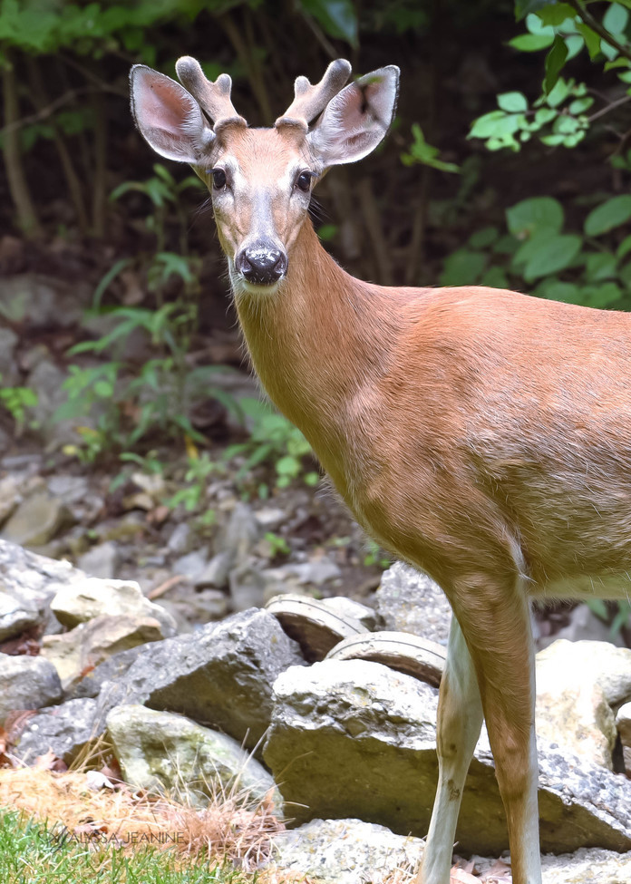 Deer (buck), Wyoming, OH, United States of America