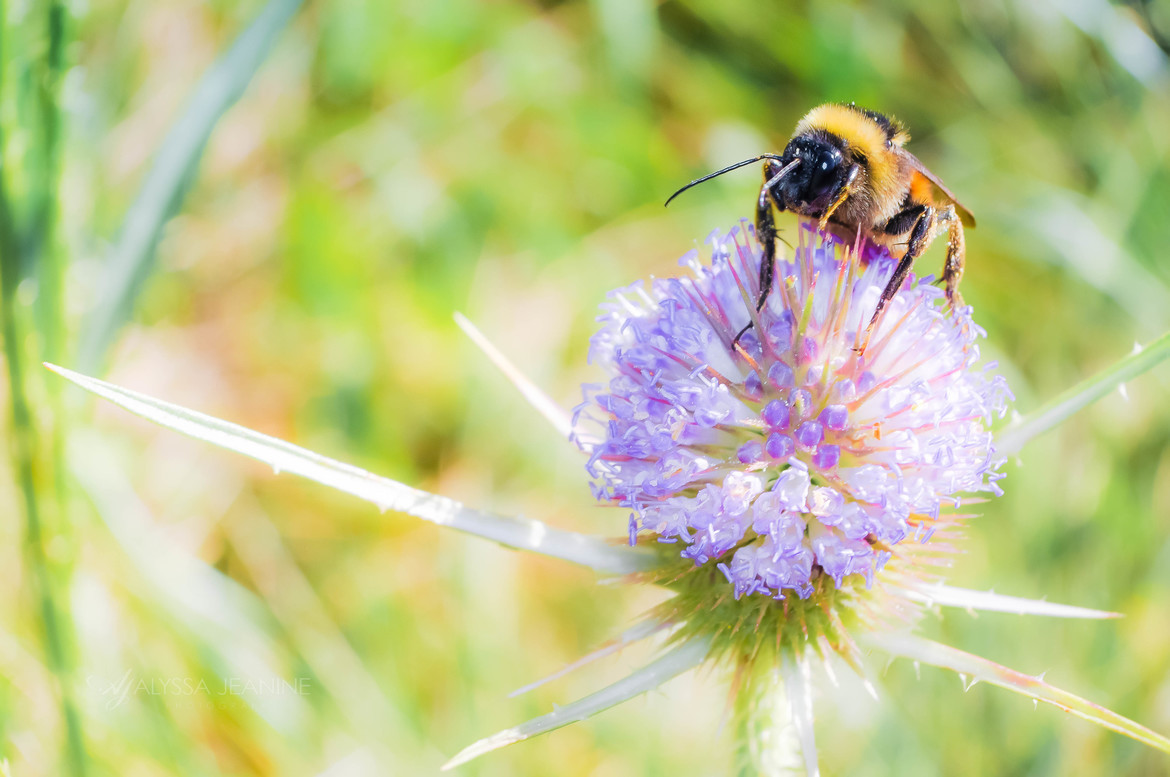 Carpenter Bee, Mason, OH, United States of America