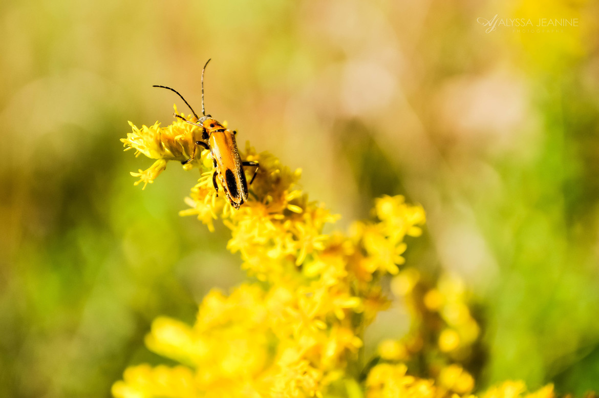 Yellow Blister Beetle, Mason, OH, United States of America