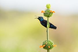 Grid purplesunbird
