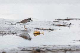Grid semipalmatedplover