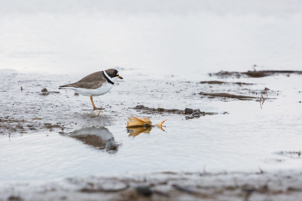 Semipalmated Plover, Bolivar Flats Shorebird Sanctuary, United States of America