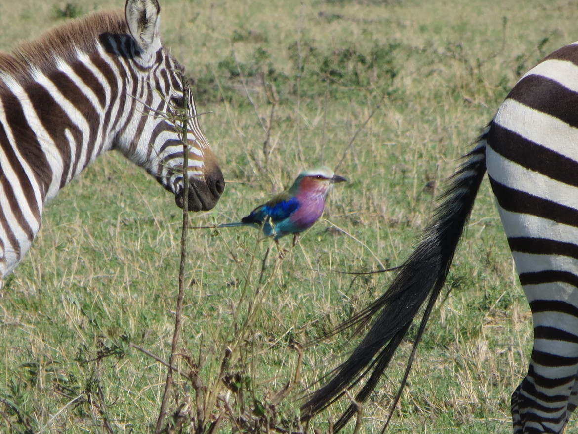 Burchell's Zebra and Lilac Breasted Roller, Masai Mara, Kenya