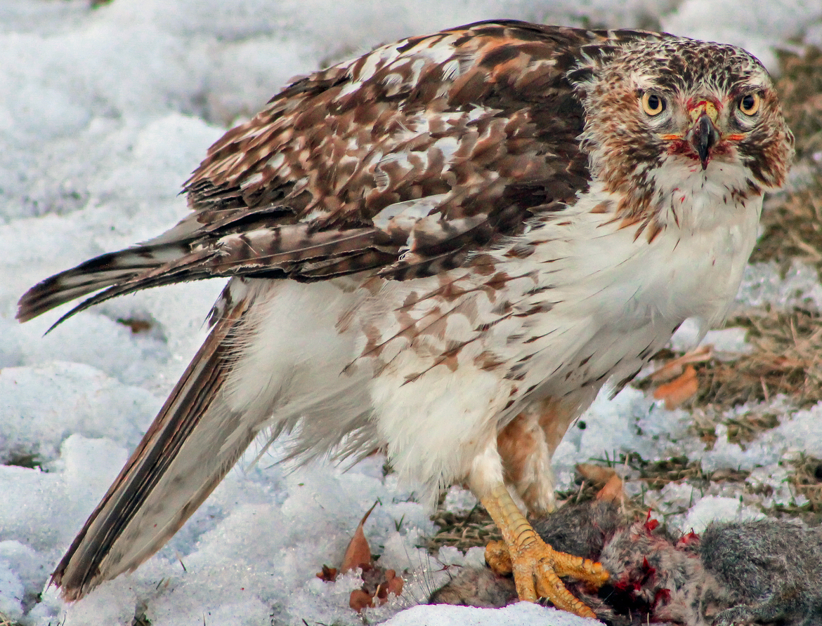 Hawk, Illinois, United States of America