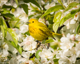 Grid yellow warbler