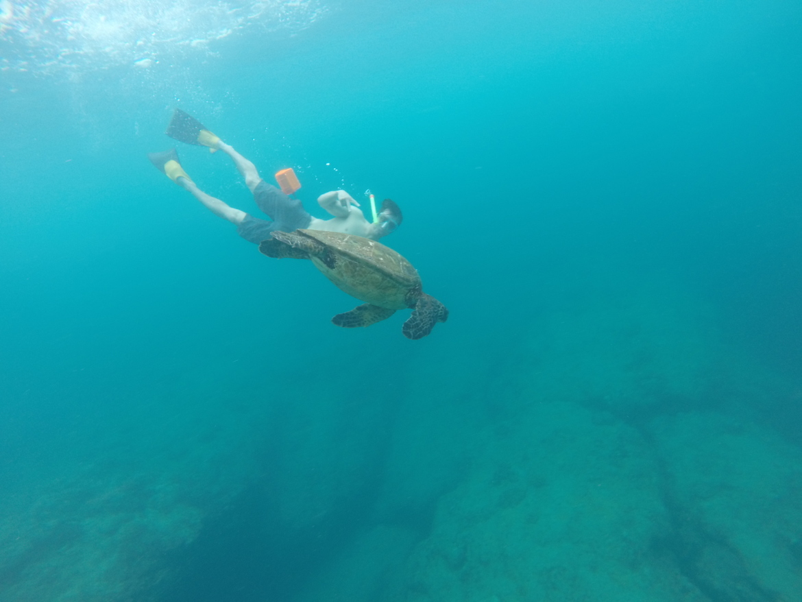 Sea turtle , Kauai, Hawaii , United States of America
