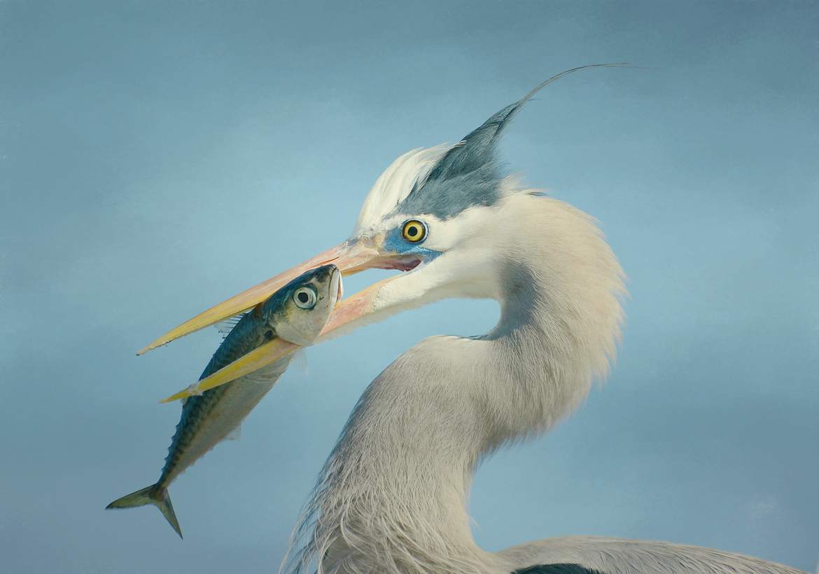 Great blue heron, Redondo Beach, CA, United States of America