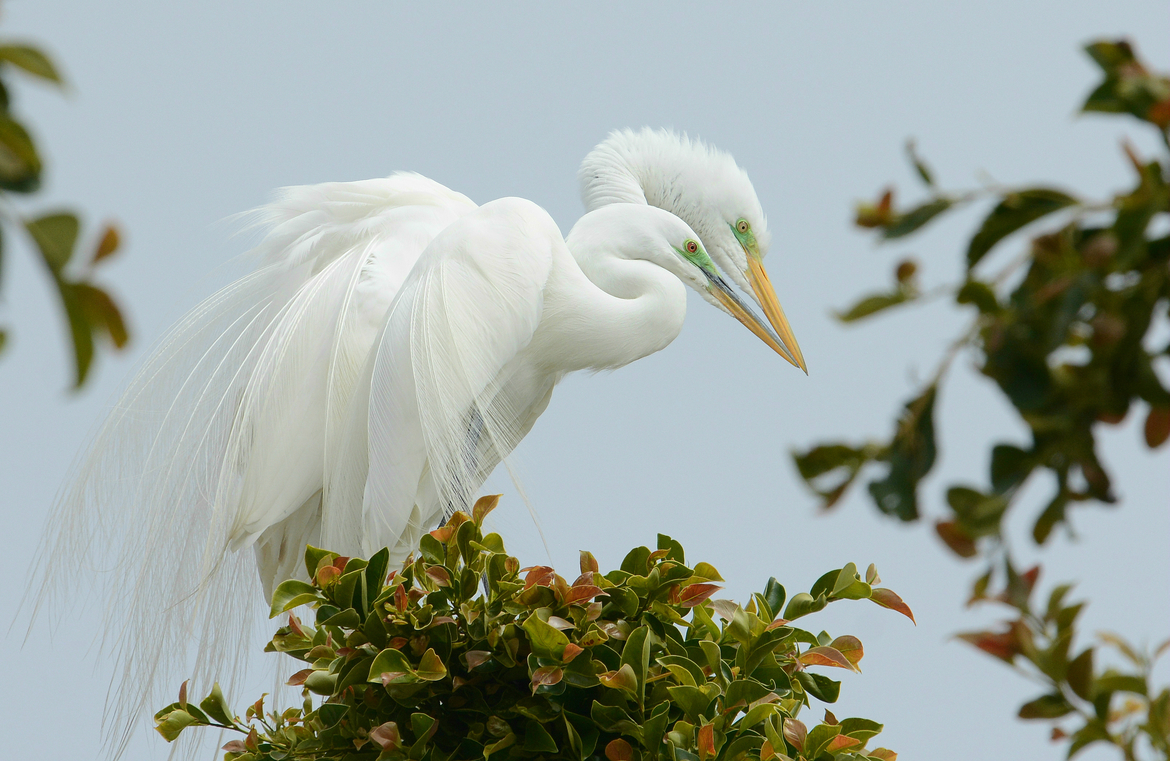 Great Egret, Malibu, CA, United States of America