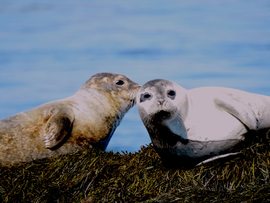 Grid harbor seals1