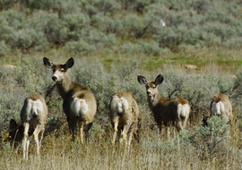 Grid mule deer1